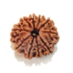 Ten Mukhi Rudraksha