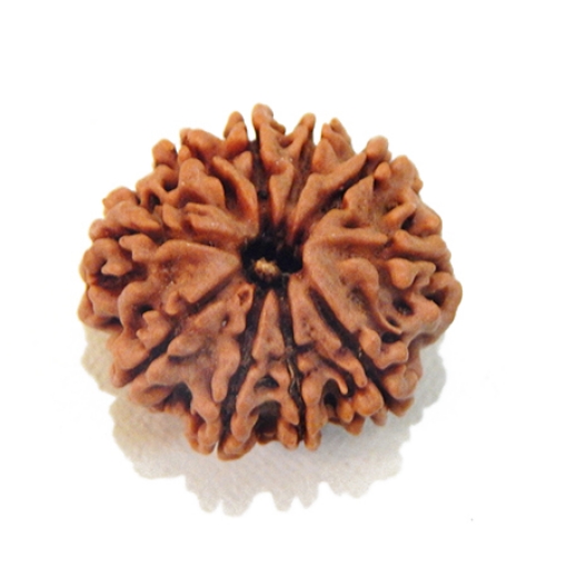 Ten Mukhi Rudraksha