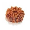 Ten Mukhi Rudraksha