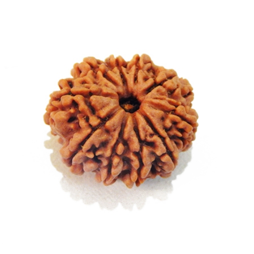 Ten Mukhi Rudraksha