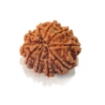 Ten Mukhi Rudraksha