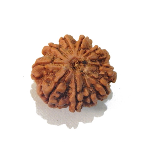 Ten Mukhi Rudraksha