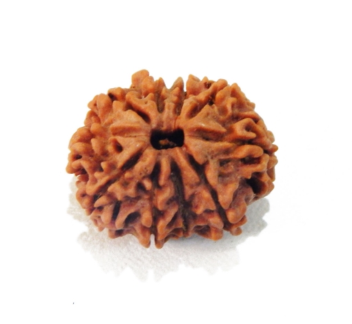 Ten Mukhi Rudraksha