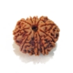 Ten Mukhi Rudraksha