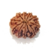 Ten Mukhi Rudraksha