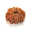 Ten Mukhi Rudraksha