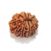 Ten Mukhi Rudraksha