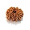 Ten Mukhi Rudraksha