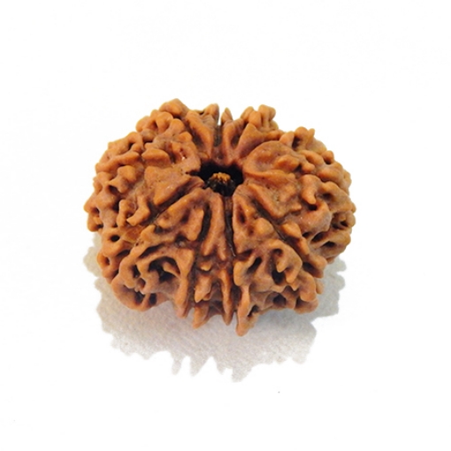 Ten Mukhi Rudraksha