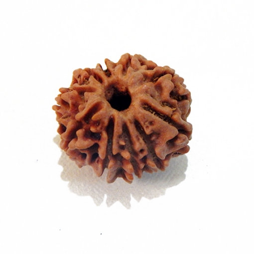 Ten Mukhi Rudraksha