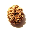 10 Mukhi Nepali Rudraksha