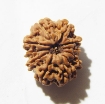 10 Mukhi Nepali Rudraksha