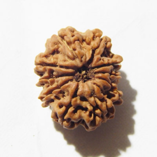 10 Mukhi Nepali Rudraksha