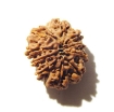 10 Mukhi Nepali Rudraksha