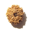 10 Mukhi Nepali Rudraksha