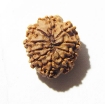 10 Mukhi Nepali Rudraksha