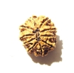 10 Mukhi Nepali Rudraksha