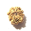 10 Mukhi Nepali Rudraksha