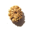 10 Mukhi Nepali Rudraksha