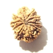 10 Mukhi Nepali Rudraksha