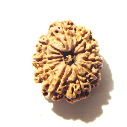 10 Mukhi Nepali Rudraksha