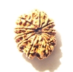 10 Mukhi Nepali Rudraksha	