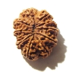 10 Mukhi Nepali Rudraksha	