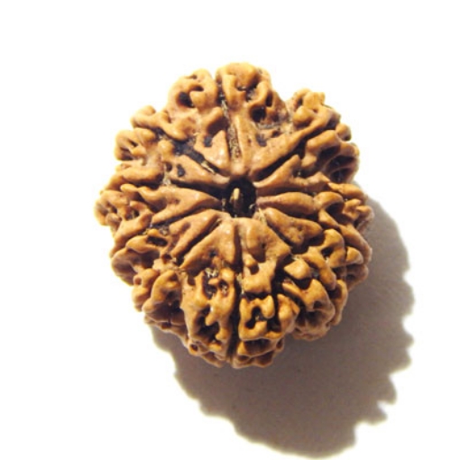 10 Mukhi Nepali Rudraksha	