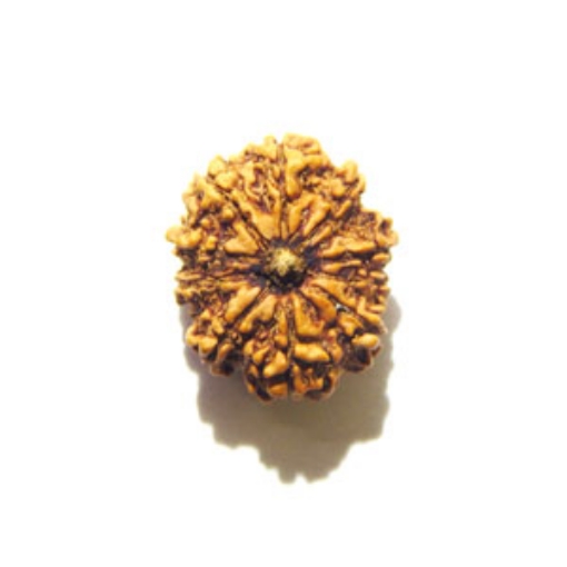 10 Mukhi Nepali Rudraksha	