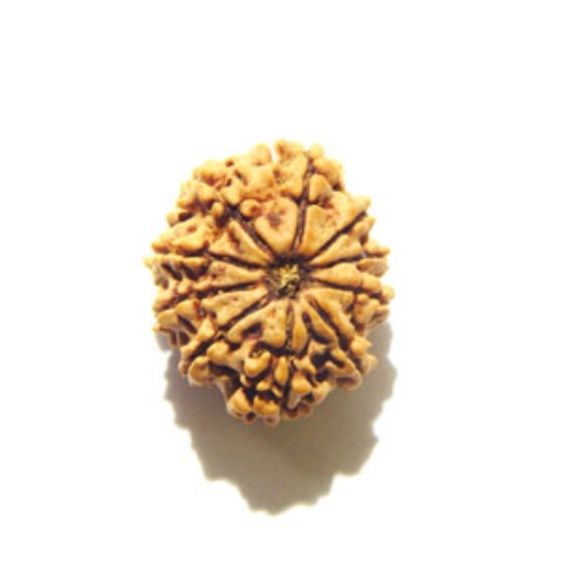 10 Mukhi Nepali Rudraksha	