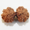 Gauri Shankar Rudraksha