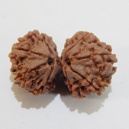 Gauri Shankar Rudraksha