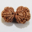 Gauri Shankar Rudraksha