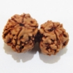 Gauri Shankar Rudraksha