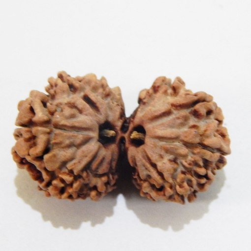 Nepali Gauri Shankar Rudraksha