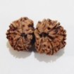 Nepali Gauri Shankar Rudraksha