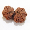 Nepali Gauri Shankar Rudraksha