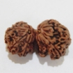 Nepali Gauri Shankar Rudraksha