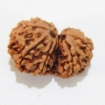 Nepali Gauri Shankar Rudraksha