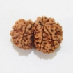 Nepali Gauri Shankar Rudraksha