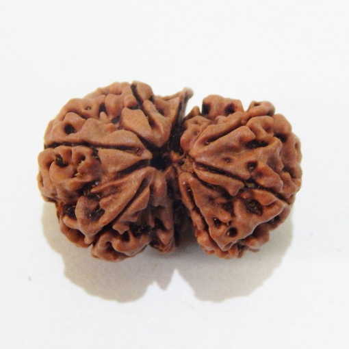 Nepali Gauri Shankar Rudraksha