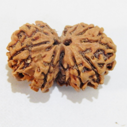 Nepali Gauri Shankar Rudraksha