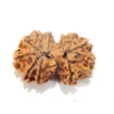 Nepali Gauri Shankar Rudraksha