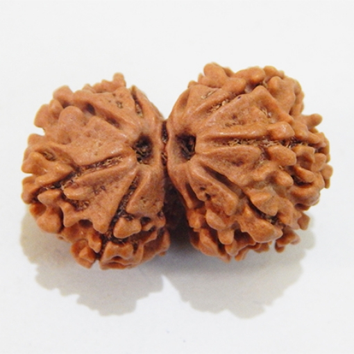 Nepali Gauri Shankar Rudraksha