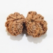 Gauri Shankar Rudraksha