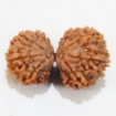 Gauri Shankar Rudraksha