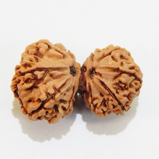 Gauri Shankar Rudraksha