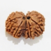 Gauri Shankar Rudraksha