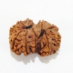 Gauri Shankar Rudraksha