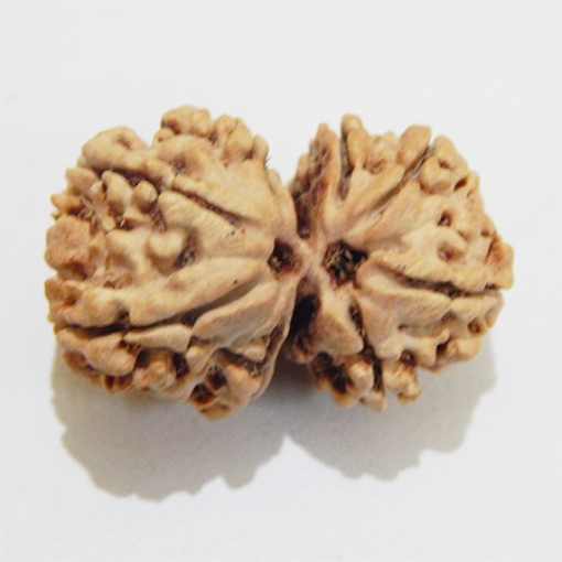 Gauri Shankar Rudraksha